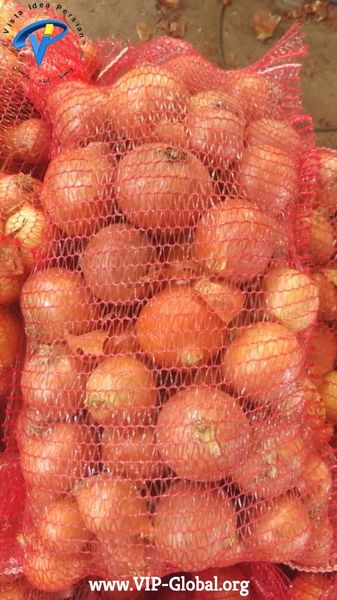 onion from Iran supplied by Vista Idea Persian - Conventional Fresh Onion