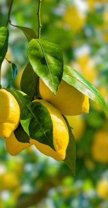 Lemons from 남아프리카공화국 supplied by AMC South Africa - Fresh (=Chilled) 신선 레몬
