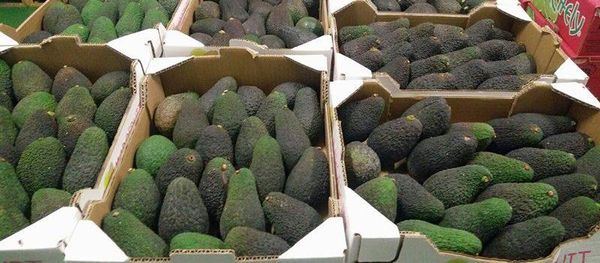 Avocado from 포르투갈 supplied by ANTÓNIO RODRIGUES TERESO & FILHOS, LDA - 짙은 녹색 신선 아보카도