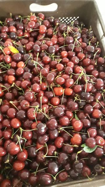 Fresh Sour Cherry from 독일 supplied by Bio-Obsthof GbR - Sour Cherry (=Tart) 신선 앵두