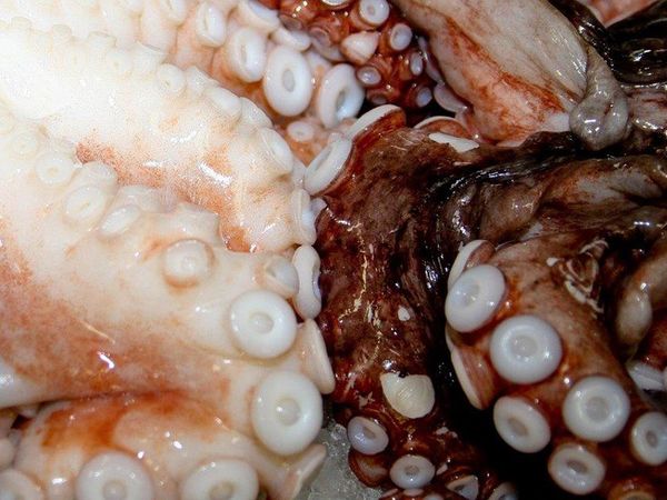 Octopus from South Africa supplied by Gordon's Bay Fisheries - Vacuum Packed (=VAC) Frozen Octopus
