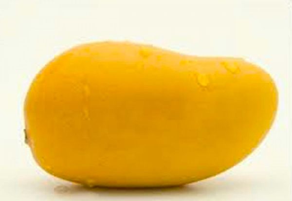 Fresh Mango from Pakistan supplied by Mustafa Agriculture Farm - Extra Large Fresh Mango