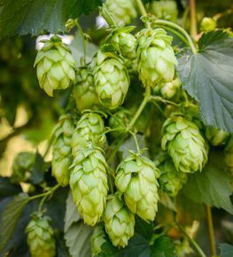 Hop - Slavyanka from 우크라이나 supplied by Khmel of Ukraine LLC - Whole 홉