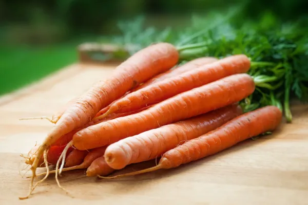 Fresh Carrot from Germany supplied by Solanum Marketing Company mbH - Yellow Fresh Carrot