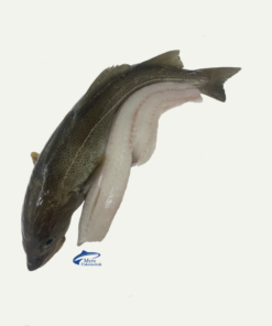 Cod from Norway supplied by MYRE FISKEMOTTAK AS - Fillet Frozen Cod