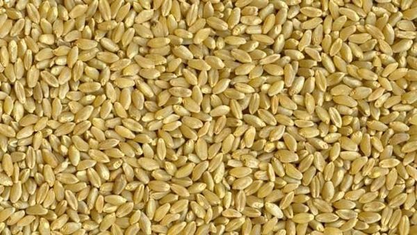 Durum Wheat from Canada supplied by Paterson Grain - Whole Wheat