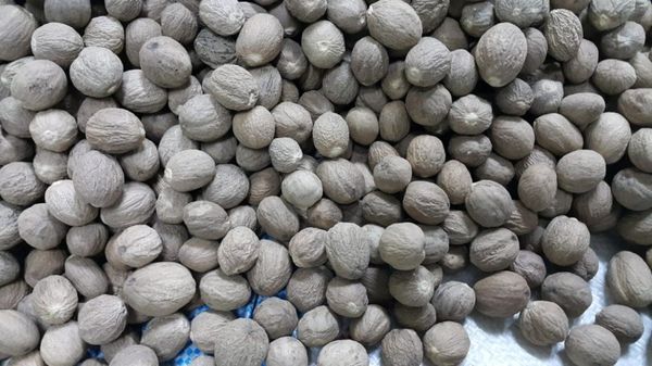 ABCD Nutmeg from Indonesia supplied by bintang jaya group indonesia - Carton Box (20kg) (=Cardboard Box) Whole Nutmeg