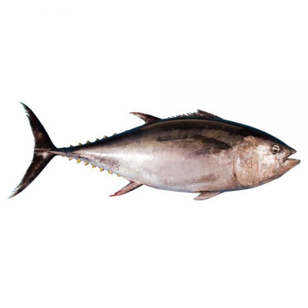 Fresh Tuna from Ecuador supplied by CARPEFRESMANTA SA - With Bone Tuna