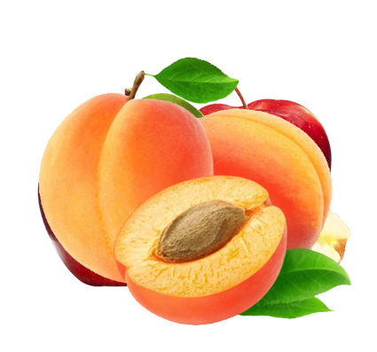 Apricot from Afghanistan supplied by Omaid Bahar Group - Fresh (=Chilled) Fresh Apricot