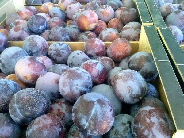 Fresh Plum & Apricot from 튀르키예 supplied by Fruticola Castillo - Apricot - Ginesta 신선 자두