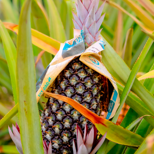 Pineapple from 브라질 supplied by Coopaita - 페롤라(=Pearl) 신선 파인애플