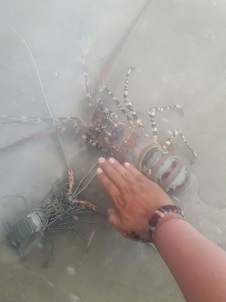 Fresh Lobster from 인도네시아 supplied by PT. Prabawana Lestari - Whole 기타 수산물 가공품