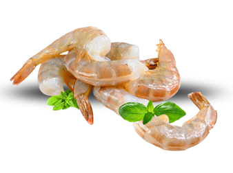 Fresh Shrimp from United States supplied by Bayfresh Inc. - EZP (Easy Peel) (=EZ Peel) Frozen Common Shrimp & Prawn