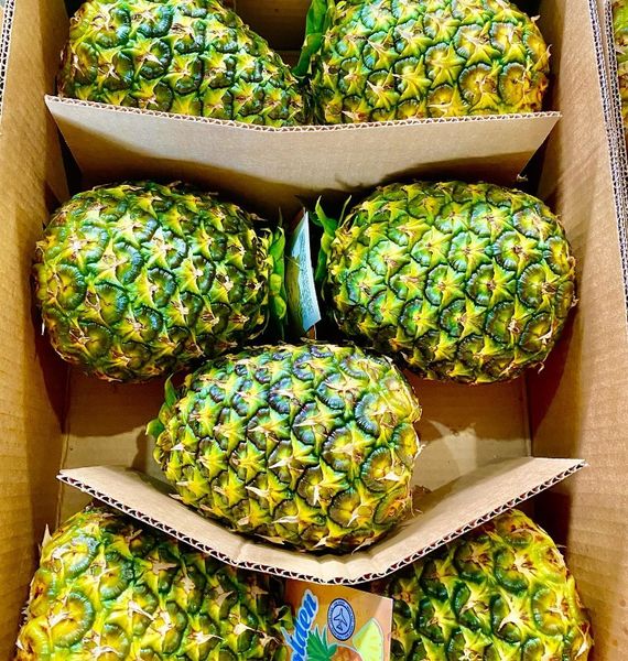 Pineapple from 도미니카공화국 supplied by Fenix Trading, CxA - Conventional 신선 파인애플