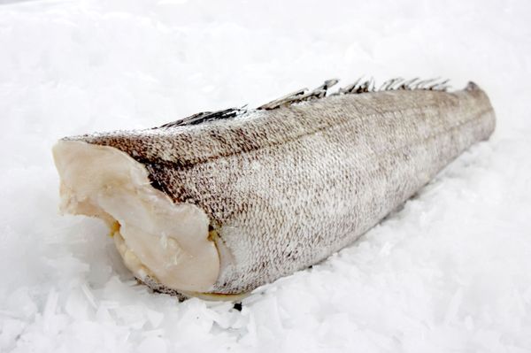 Fresh Chilean Seabass from United States supplied by Costarella Seafoods, Inc. - Fresh (=Chilled=Raw) Frozen Chilean Seabass
