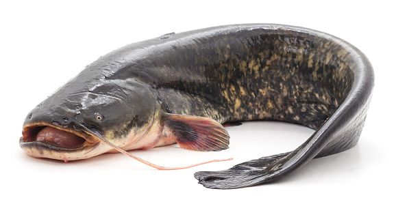 Catfish from United States supplied by Two Rivers Fisheries, Inc - Fresh (=Chilled=Raw) Fresh Whole Catfish