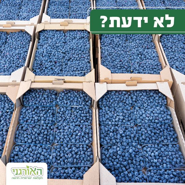 Blueberries from 이스라엘 supplied by Haorgani - Blue 신선 블루베리