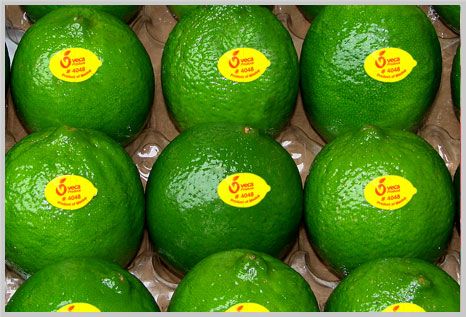 Persian lime from 멕시코 supplied by Veca Produce S.A. de C.V. - Farmed 신선 라임