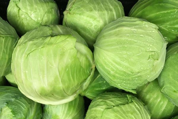 Cabbage from 독일 supplied by GEVEMO Vegetable Processing GmbH - Preserved - Fermented 신선 양배추