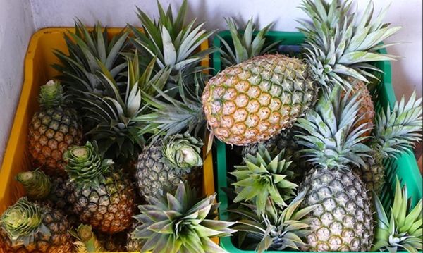 Fresh Pineapple from Uganda supplied by Bringo Fresh - With Crown (=Crowned) Fresh Pineapple