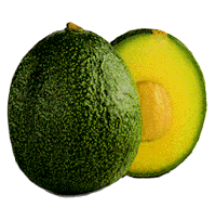 Reed Avocado from 포르투갈 supplied by Frutas J. A. Mourinho, Lda - Green 신선 아보카도