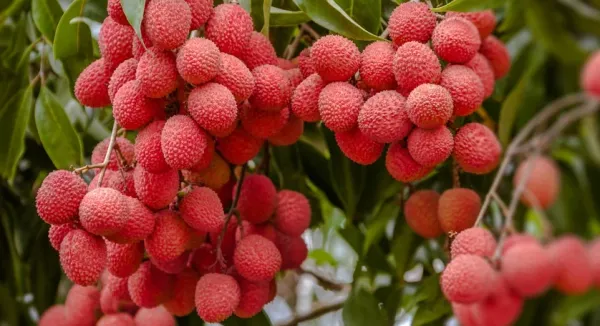 Litchi from South Africa supplied by Halls - White flesh Fresh Lychee