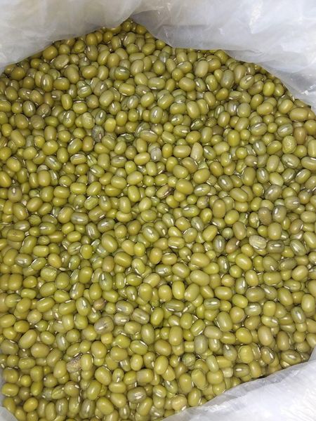 GMB from 우즈베키스탄 supplied by NATFOOD AGROEXPORTS LLC - 3.5-4 mm 말린 녹두