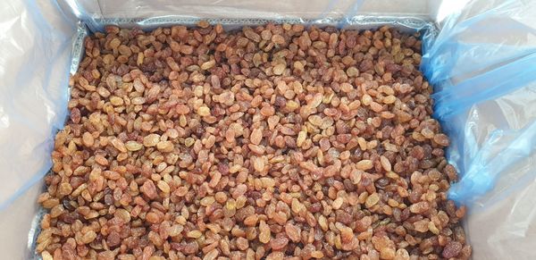 Sultana Raisins from Turkiye supplied by Yamanlar Agricultural Products - Conventional Raisin (Dried Grape)