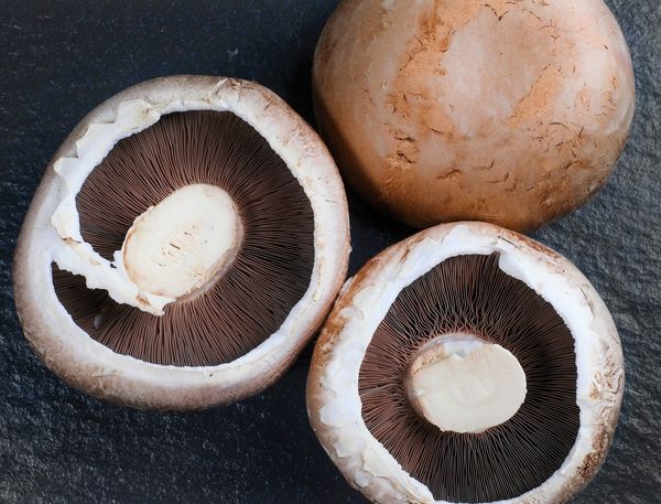 Portobello Mushroom from 폴란드 supplied by ROBERT Sp. z o.o. Sp.K. - Unspecified 포토벨로 버섯