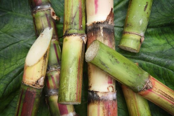 Cane from 미국 supplied by michigan sugar - Organic 사탕수수