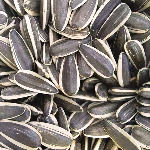 Sunflower Seeds from China supplied by Shandong Farmer Land Foodstuff Co.,Ltd - Black with White Stripes Sunflower Seed