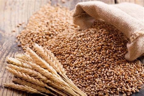 Wheat from United States supplied by Sienna International - Whole Wheat