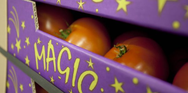 Fresh Tomato from Netherlands supplied by Quality Produce International  B.V. - Fresh (=Chilled) Fresh Tomato