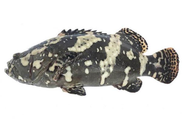 Grouper from Malaysia supplied by Aquagrow International Sdn Bhd - With Bone Frozen Grouper