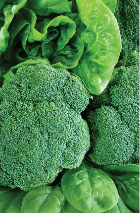 Broccoli from United States supplied by Mibo Fresh Foods, LLC - Green Fresh Headed Broccoli