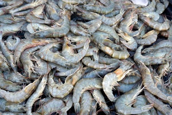 Shrimp from Ecuador supplied by Degfer Group - MAP (Modified Atmosphere Packaging) Frozen Common Shrimp & Prawn