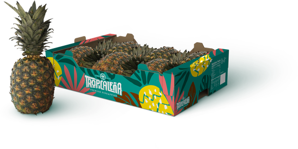 Pineapple from 코스타리카 supplied by Total Products - 크라운 포함(=Crowned) 신선 파인애플