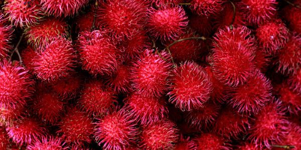 Fresh Rambutan from Guatemala supplied by FINCA LA ESTANCIA - Whole Fresh Rambutan