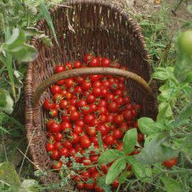 Tomato from 프랑스 supplied by LA FERME DU PIN - Red 신선 토마토
