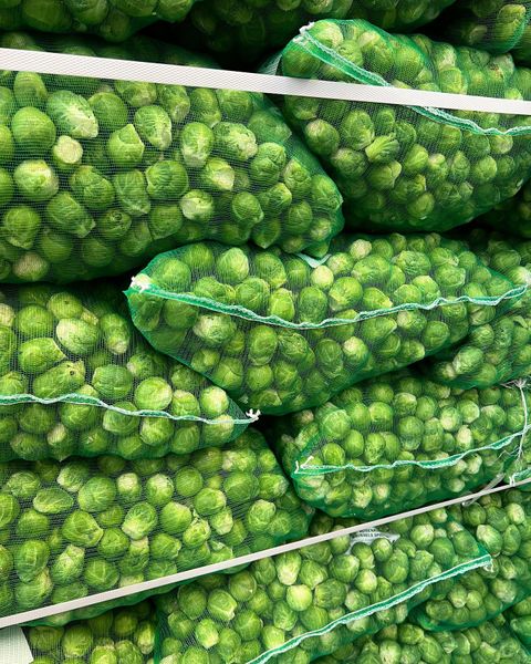 Brussels Sprout from 네덜란드 supplied by Witkamp - Green 방울양배추