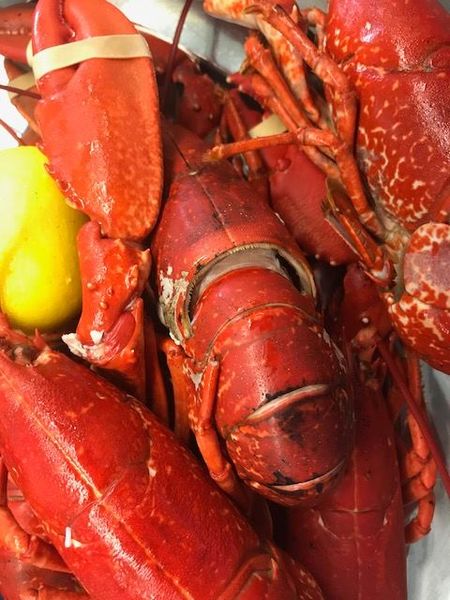 Lobster from 영국 supplied by The Berwick Shellfish Co. - 하드쉘 신선 랍스터