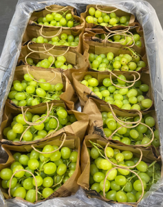 Grapes from South Africa supplied by FFC Fresh Fruit Company GmbH - Midnight Beauty Fresh Grape