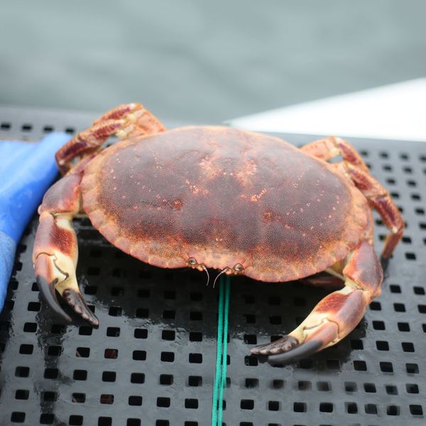 Live Crab from 영국 supplied by MacNeil Shellfish Limited - King Crab - Brown Box Crab (=Lopholithodes foraminatus) 냉동 게