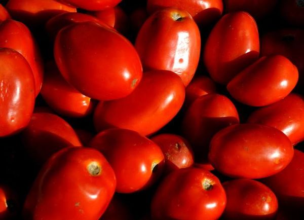 fresh organic roma tomatoes from 미국 supplied by ALVAREZ ORGANIC FARMS - Plum Varieties - Roma (Heirloom) (=Roma VF) 신선 토마토