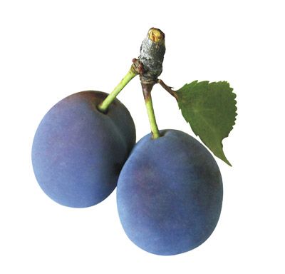 Damaskina from Greece supplied by AGRICULTURAL COOP. OF FRUIT & VEGETABLE PROC. TRAD. OF NAOUSSA ASEPOP - Fresh (=Chilled) Other Fresh Fruits