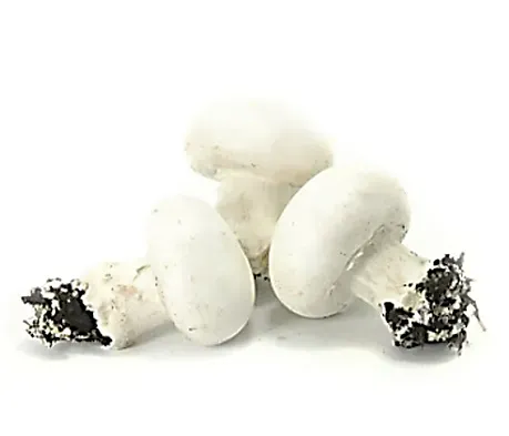 Fresh White Mushroom from Spain supplied by Mercajara - White Fresh White Mushroom