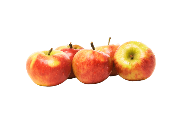 Apple - Elstar from Netherlands supplied by Blijderveen Fruit - For Processing Fresh Apple