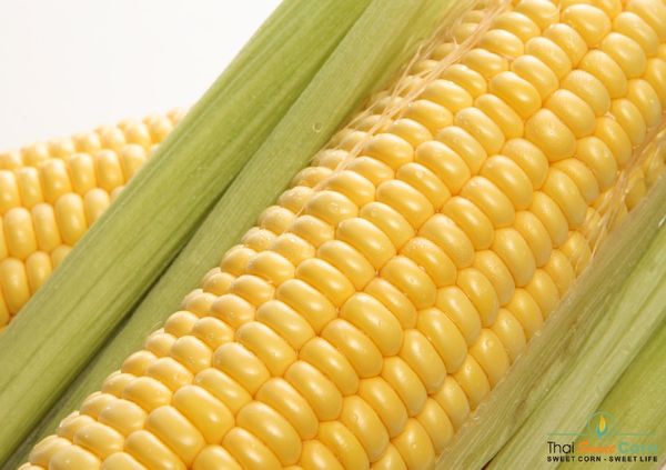 Sweet Corn from 태국 supplied by Thai Sweet Corn Ltd. - Sweet Corn (=Saccharata) 옥수수