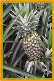 Fresh Pineapple from Ecuador supplied by Ssmo Comx S.C.C. - Fresh (=Chilled) Fresh Pineapple