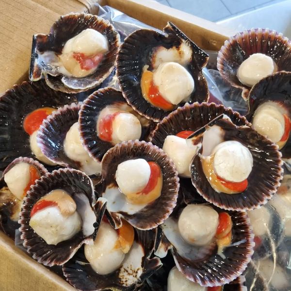 Scallop from Portugal supplied by Jose Correia Pimenta, Lda. - Whole (=In Shell=Unshucked) Frozen Scallop